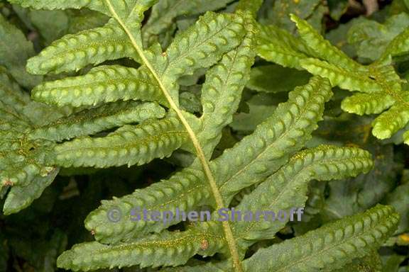 polypodium californicum 1 graphic